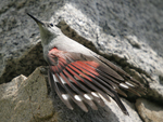 Wallcreeper    Tichodroma muraria