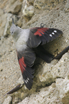 Wallcreeper    Tichodroma muraria