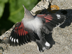 Wallcreeper    Tichodroma muraria