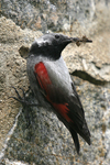 Wallcreeper    Tichodroma muraria