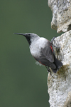 Wallcreeper    Tichodroma muraria