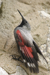 Wallcreeper    Tichodroma muraria