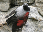 Wallcreeper    Tichodroma muraria