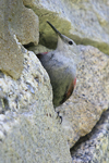 Wallcreeper    Tichodroma muraria