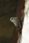 Wallcreeper    Tichodroma muraria