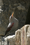 Wallcreeper    Tichodroma muraria