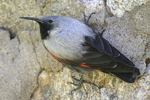 Wallcreeper    Tichodroma muraria