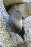 Wallcreeper    Tichodroma muraria