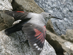 Wallcreeper    Tichodroma muraria