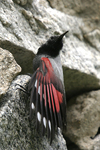 Wallcreeper    Tichodroma muraria