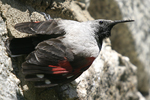 Wallcreeper    Tichodroma muraria