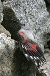 Wallcreeper    Tichodroma muraria