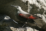 Wallcreeper    Tichodroma muraria