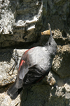 Wallcreeper    Tichodroma muraria