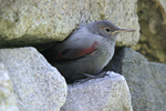 Wallcreeper    Tichodroma muraria