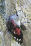 Wallcreeper    Tichodroma muraria