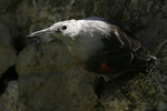 Wallcreeper    