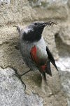 Wallcreeper    Tichodroma muraria