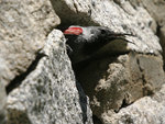 Wallcreeper    Tichodroma muraria