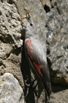 Wallcreeper    Tichodroma muraria