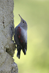 Wallcreeper    Tichodroma muraria