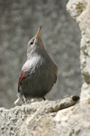 Wallcreeper    Tichodroma muraria