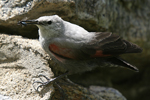 Wallcreeper    