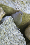 Wallcreeper    Tichodroma muraria