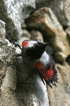 Wallcreeper    