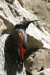 Wallcreeper    Tichodroma muraria