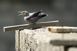 Wallcreeper    Tichodroma muraria