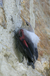 Wallcreeper    Tichodroma muraria