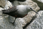 Wallcreeper    Tichodroma muraria