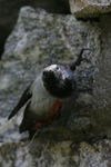 Wallcreeper    Tichodroma muraria