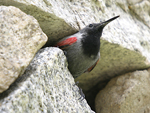 Wallcreeper    Tichodroma muraria