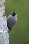 Wallcreeper    Tichodroma muraria