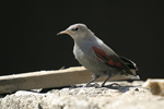 Wallcreeper    Tichodroma muraria