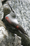 Wallcreeper    Tichodroma muraria