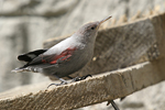 Wallcreeper    