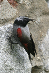 Wallcreeper    Tichodroma muraria