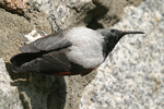 Wallcreeper    Tichodroma muraria