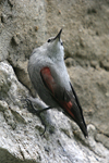 Wallcreeper    Tichodroma muraria