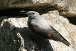 Wallcreeper    Tichodroma muraria