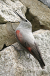 Wallcreeper    Tichodroma muraria