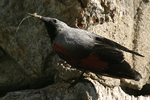 Wallcreeper    Tichodroma muraria