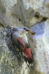 Wallcreeper    Tichodroma muraria