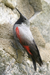 Wallcreeper    Tichodroma muraria