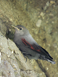 Wallcreeper    Tichodroma muraria