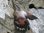 Wallcreeper    Tichodroma muraria