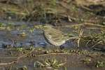 Water Pipit   